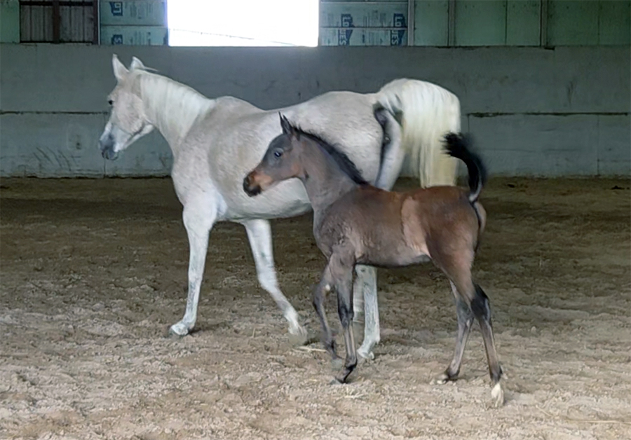 2025 Political Protocol Filly