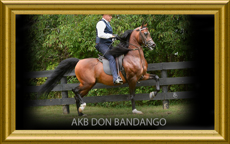 3akb-don-bandango-slideshow