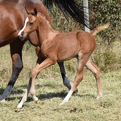 2025 AKB HEARTS REMEMBERED FILLY