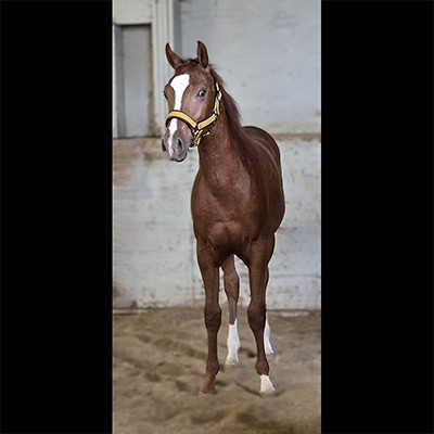 2025 om el sasha colt