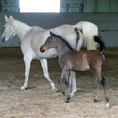 2025 Political Protocol Filly