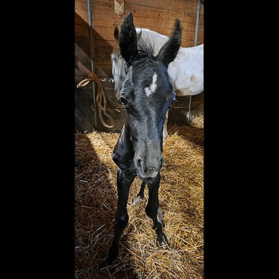 2026-akb-brisa-delangelica-colt