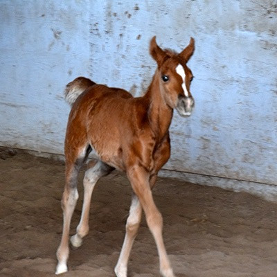 2026 AKB Intara Lya Oma - Filly